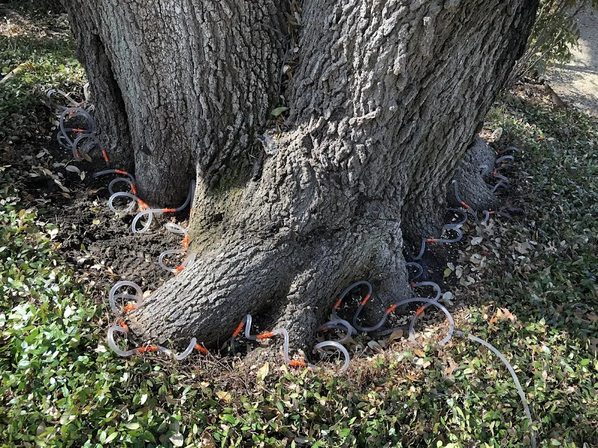 Detailed Tree Cabling and Bracing job site in Blackshear